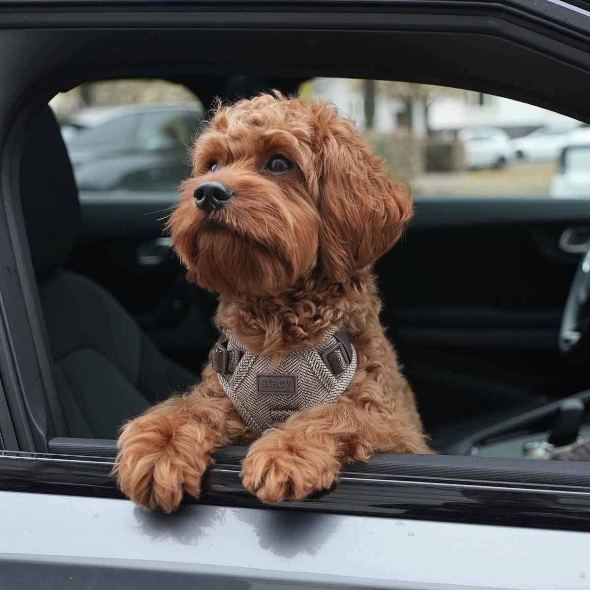 Cavapoo leaning out of a car window in the mocca Elma harness