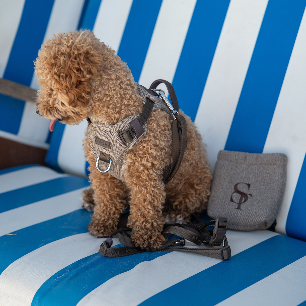 Apricot poodle in a Staey harness on a striped deck chair with a Staey cushion