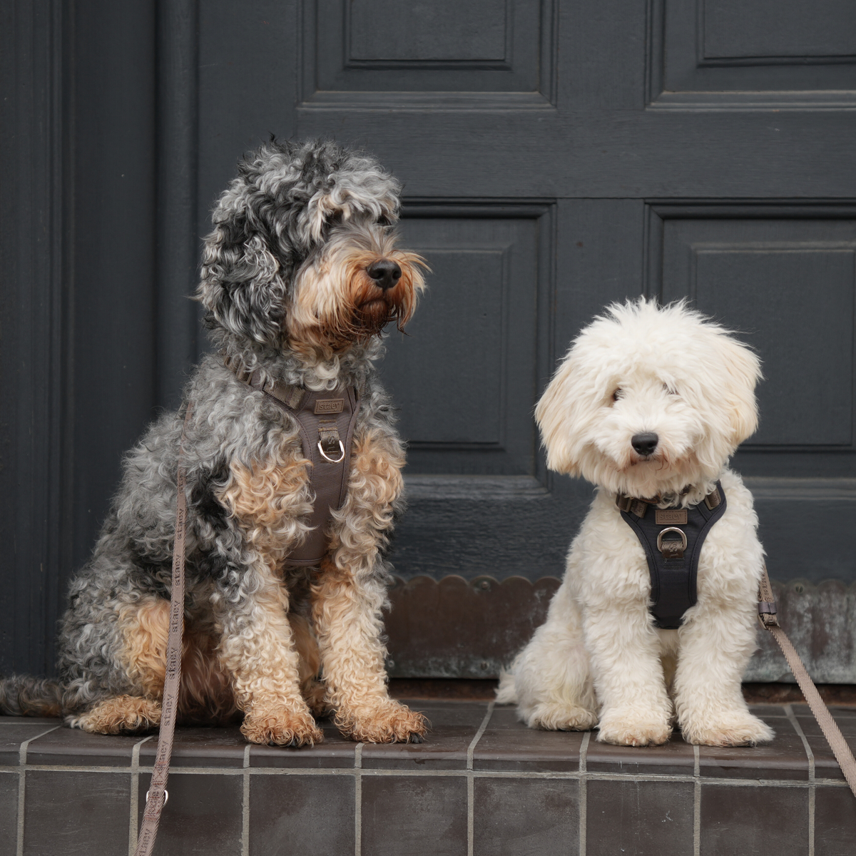 A cockapoo and a small white dog on a doorstep wearing Elma harnesses