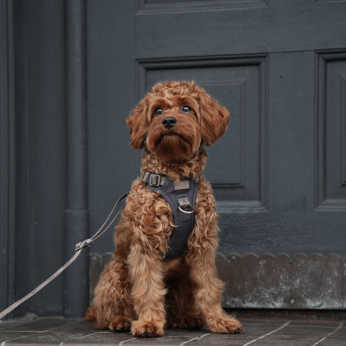 Apricot cockapoo on a lead in the storm Elma harness at a grey door