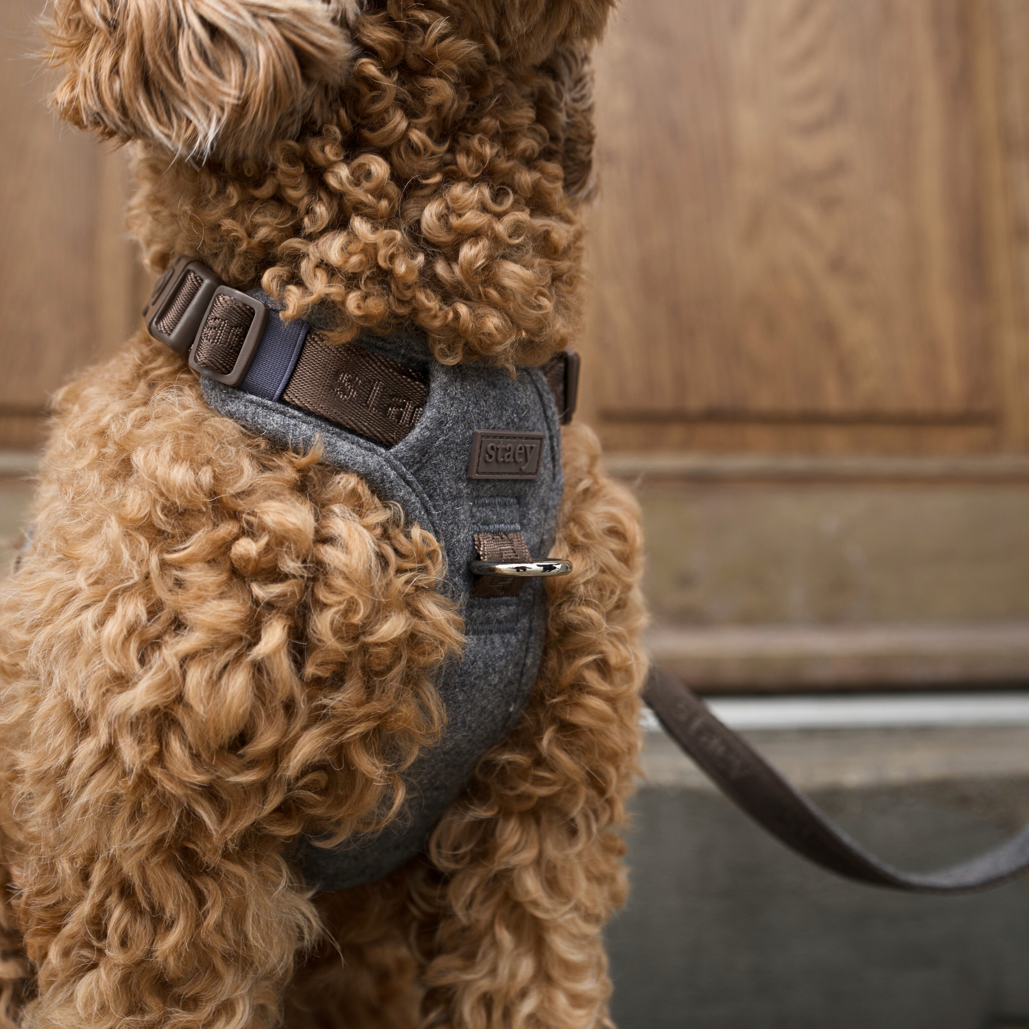 Close-up of the stone Elma harness on an apricot poodle's back