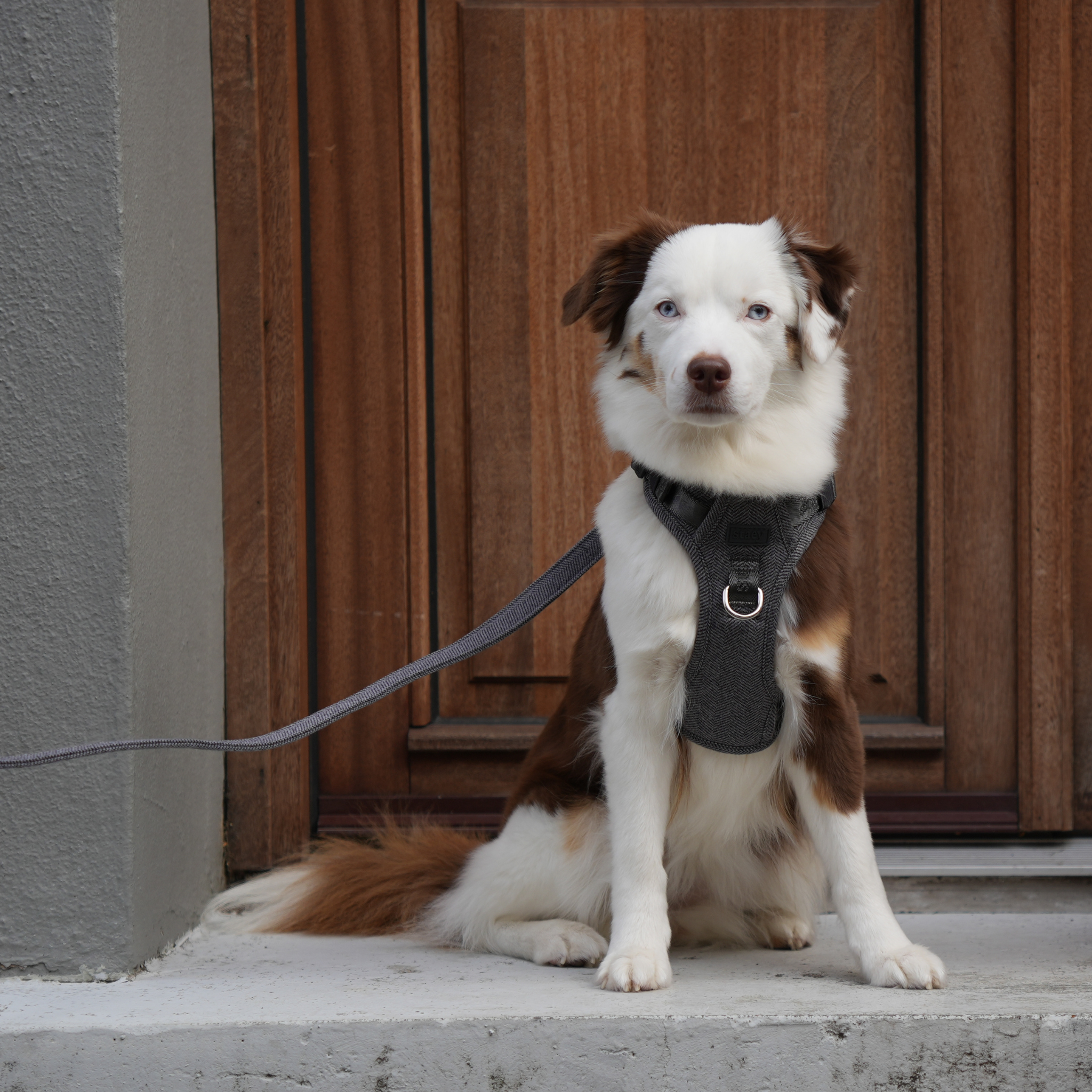 Brown and white shepherd sitting on a doorstep in the dusty blue Elma harness