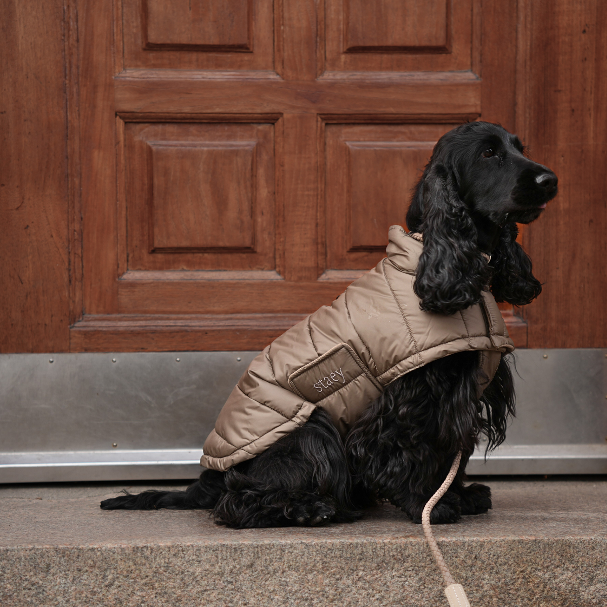 Czarny cocker spaniel siedzący na smyczy w beżowej, pikowanej kurtce w stylu NATURE