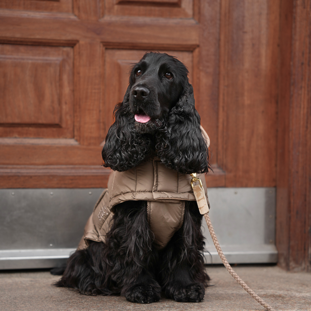 Czarny cocker spaniel na smyczy, ubrany w beżową pikowaną kurtkę, stoi przy drzwiach