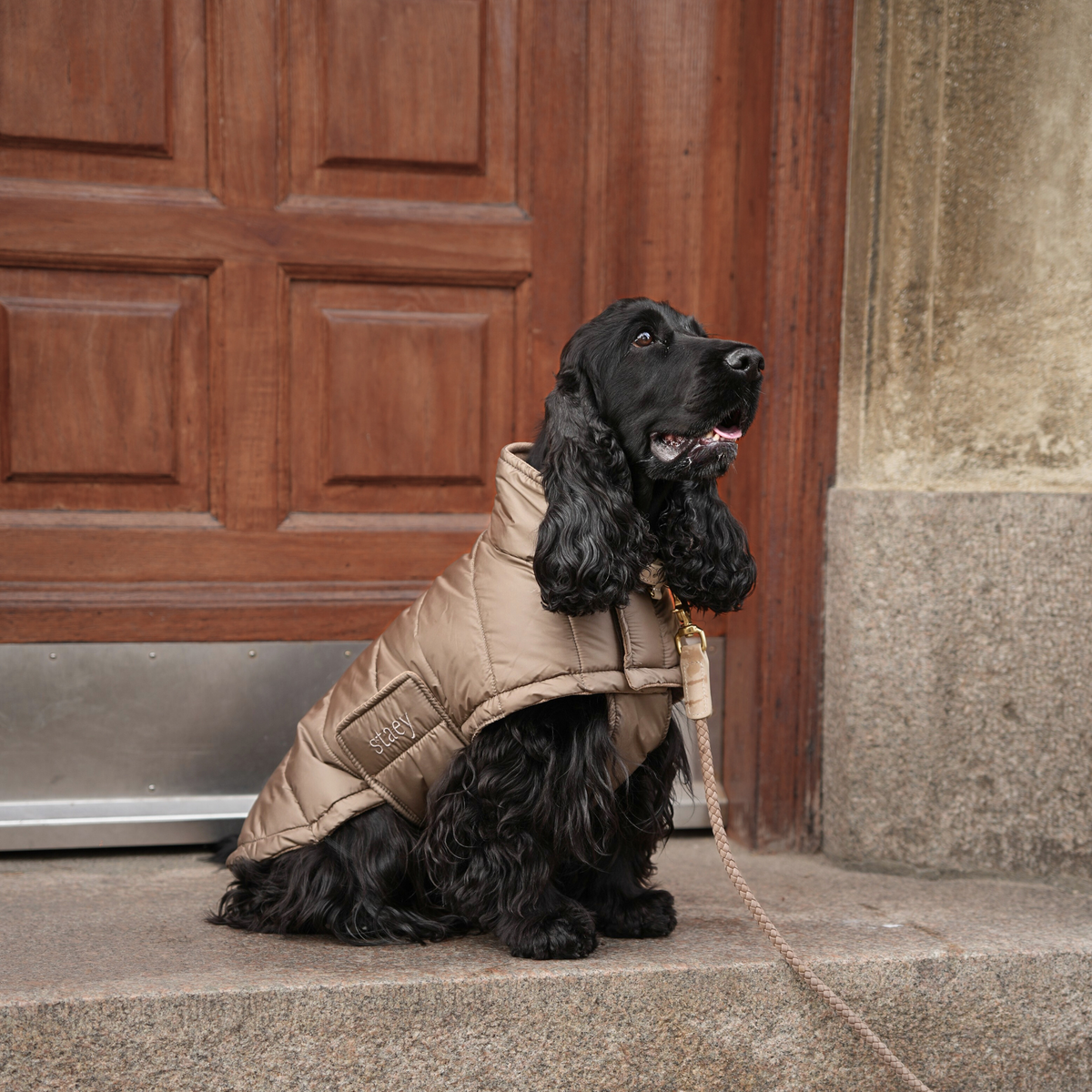 Czarny cocker spaniel siedzący na progu w beżowej, pikowanej kurtce w stylu NATURE