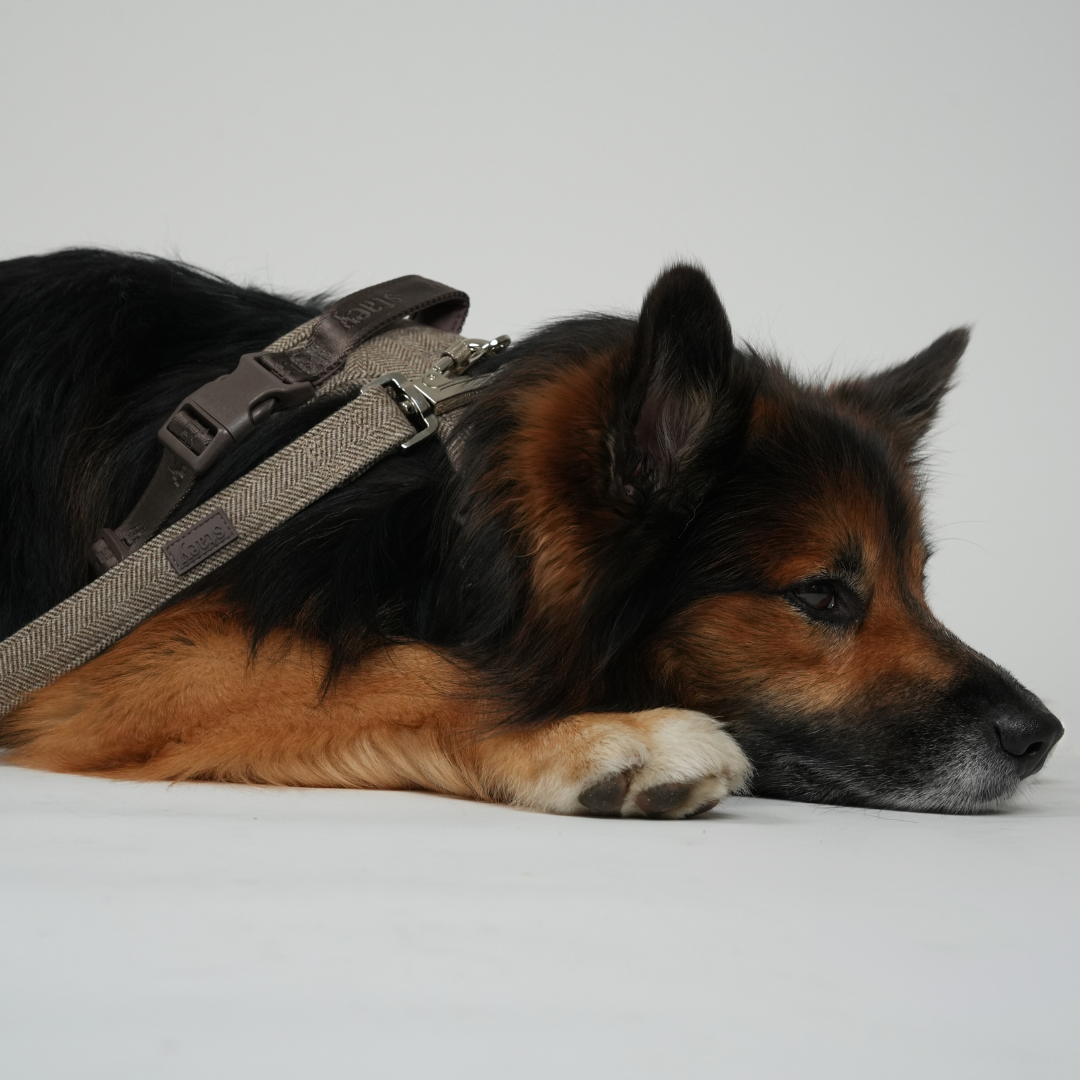 Smycz dla psa Elma | Mocca