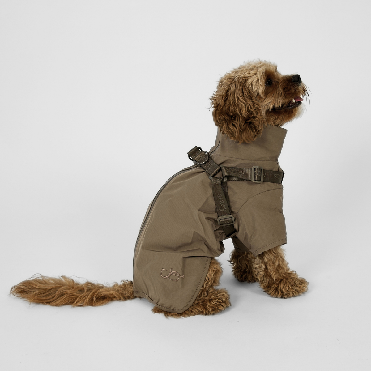 Cavapoo seen from behind in the taupe Leva rain coat with harness straps