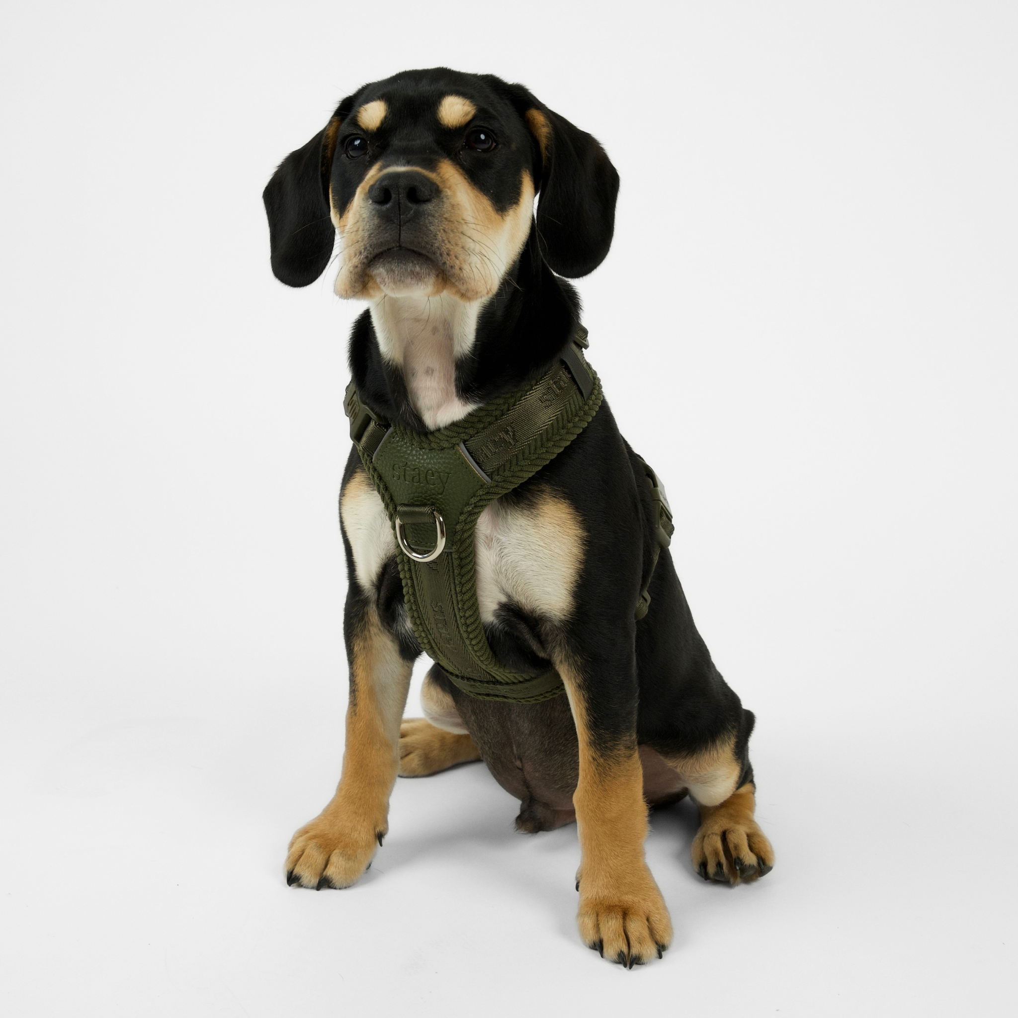 Numa Dog Harness | Moss Green