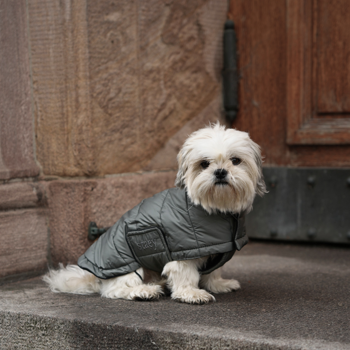 Shih tzu stojący na kamiennych schodach w pikowanym płaszczyku w kolorze moss green