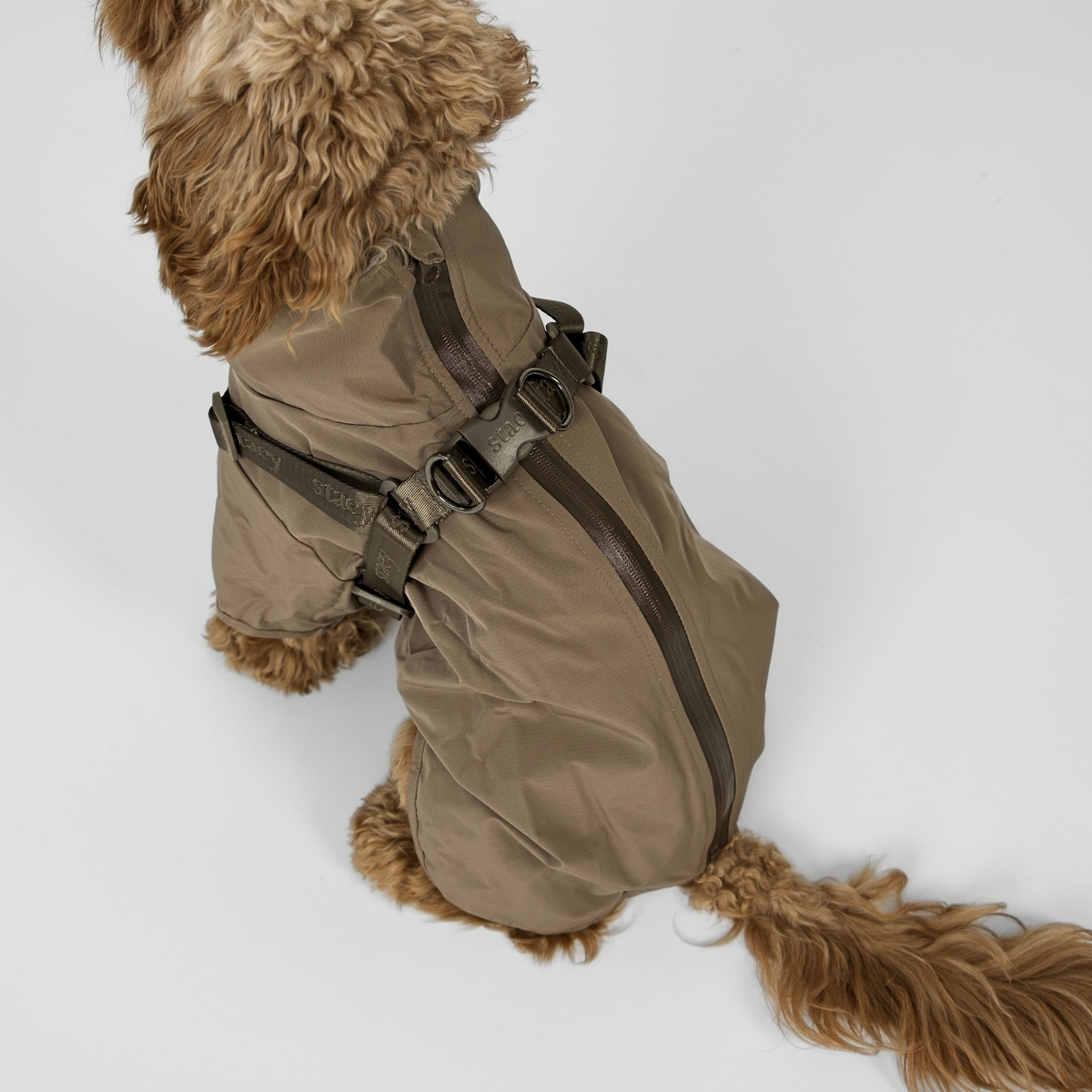 Cavapoo widziany od tyłu w płaszczu przeciwdeszczowym w kolorze taupe, z widocznym zamkiem z tyłu