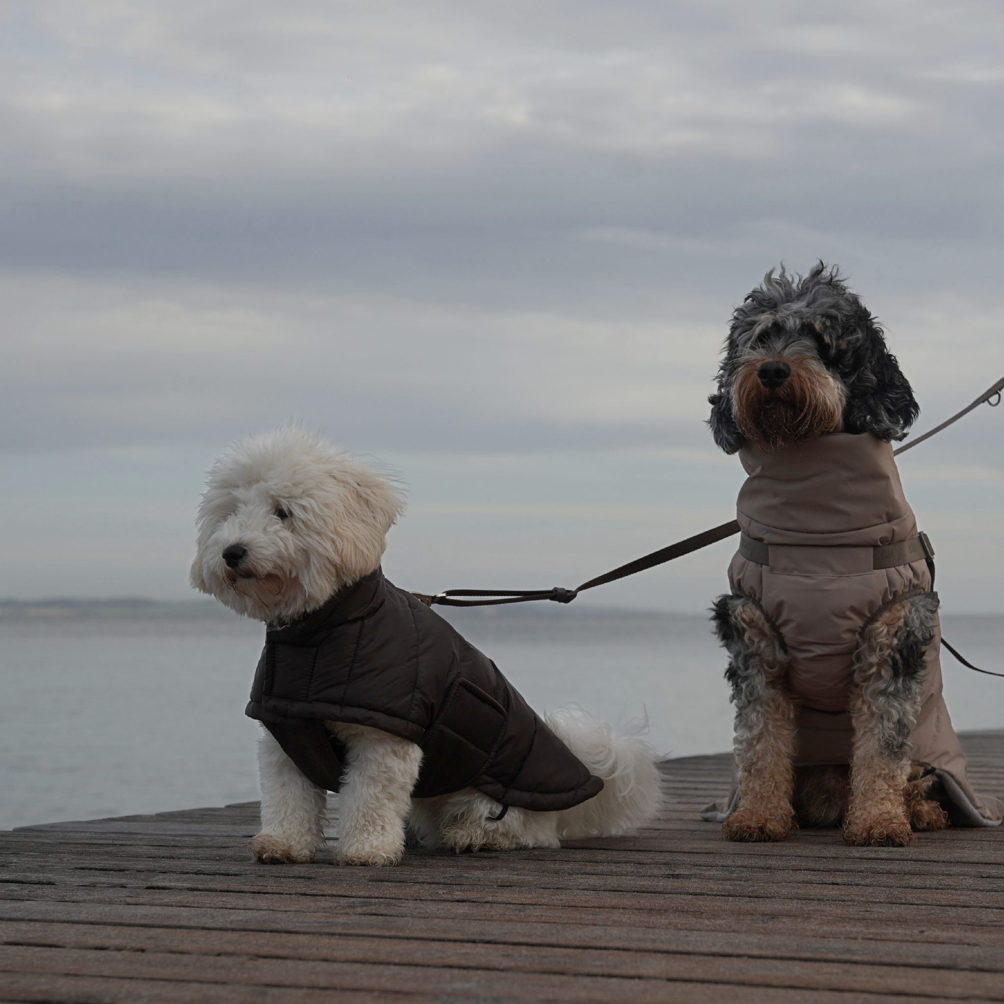 Nora Płaszcz dla psa | Espresso