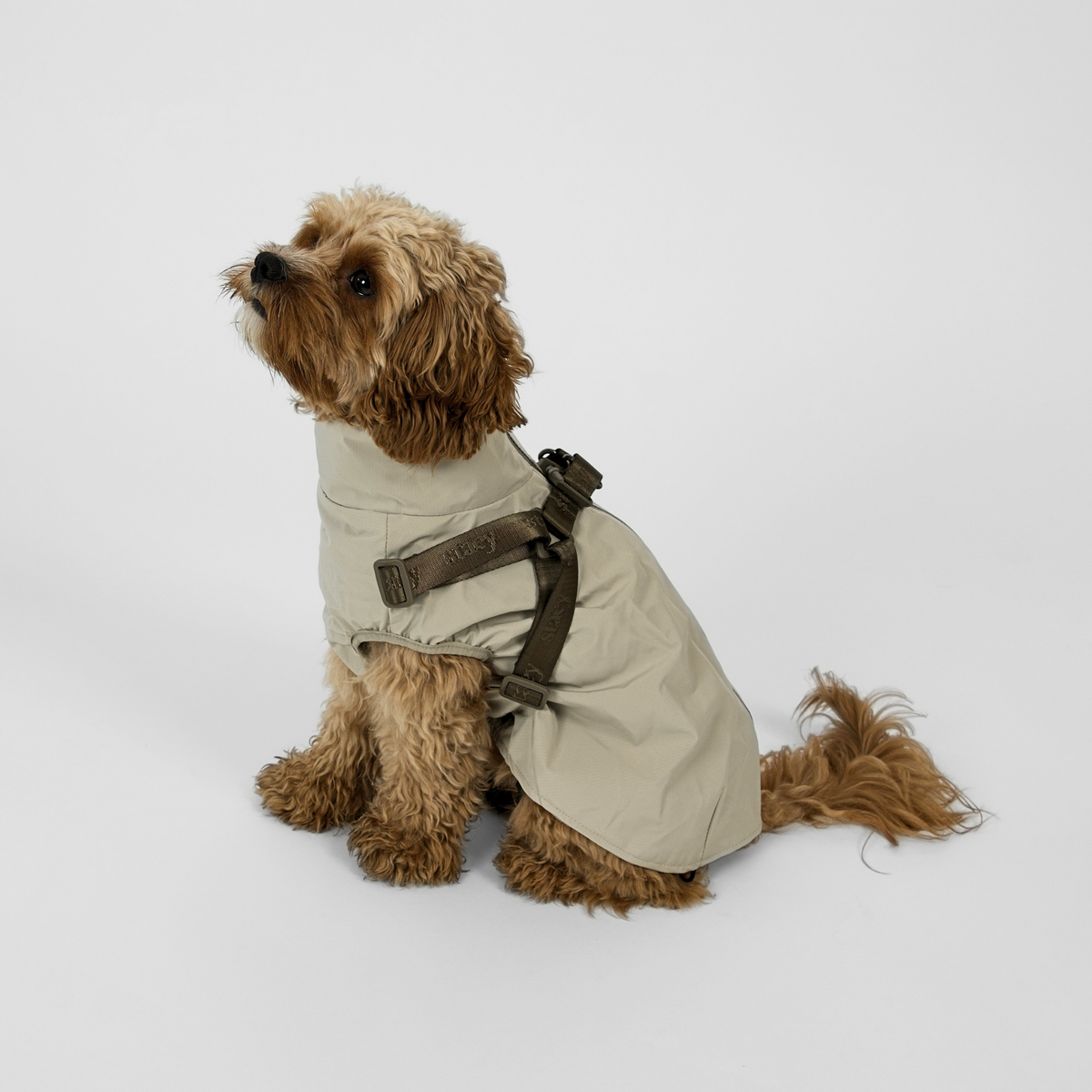 Cavapoo sitting in the nature beige Norma rain coat