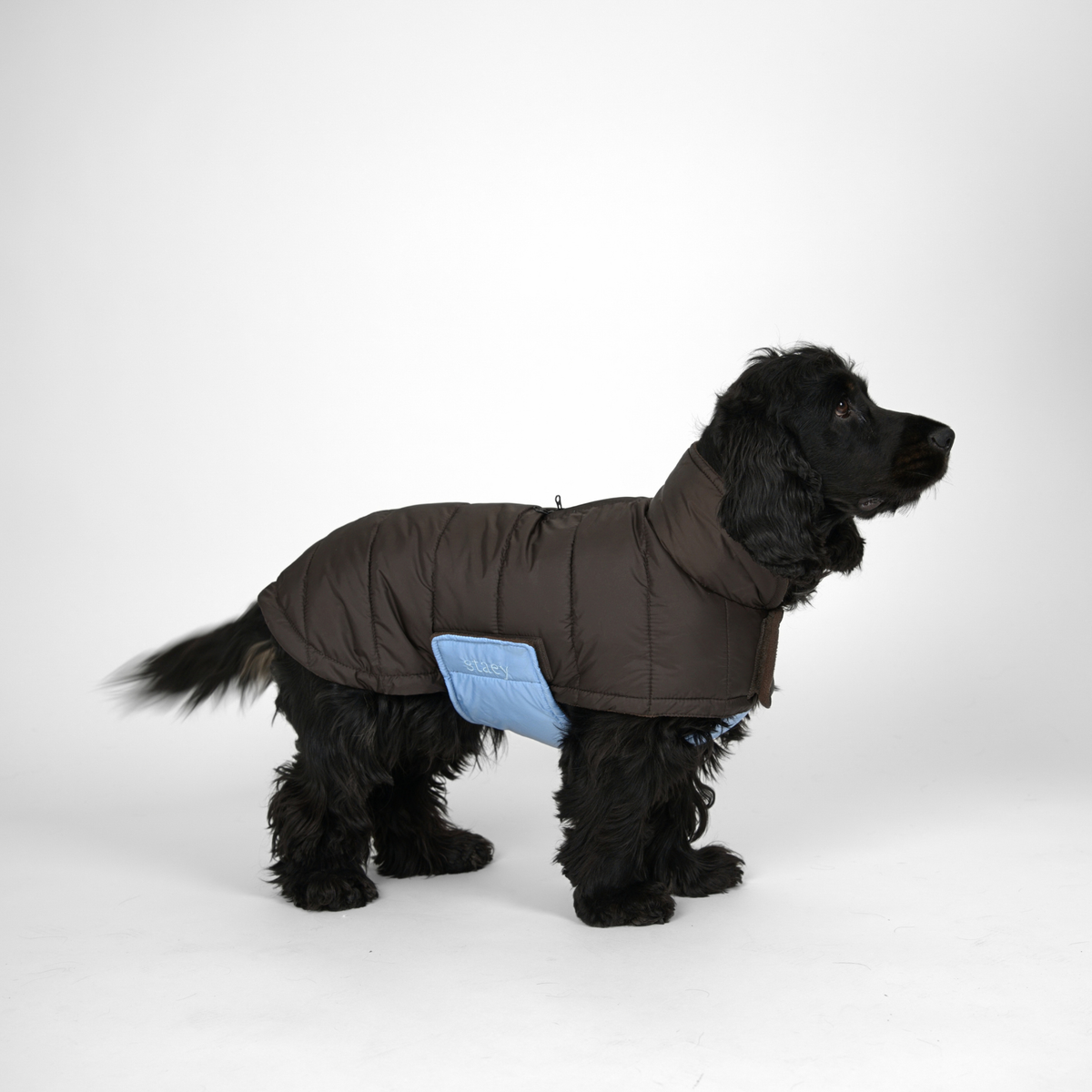 Nora Dog Coat | Espresso/Sky Blue