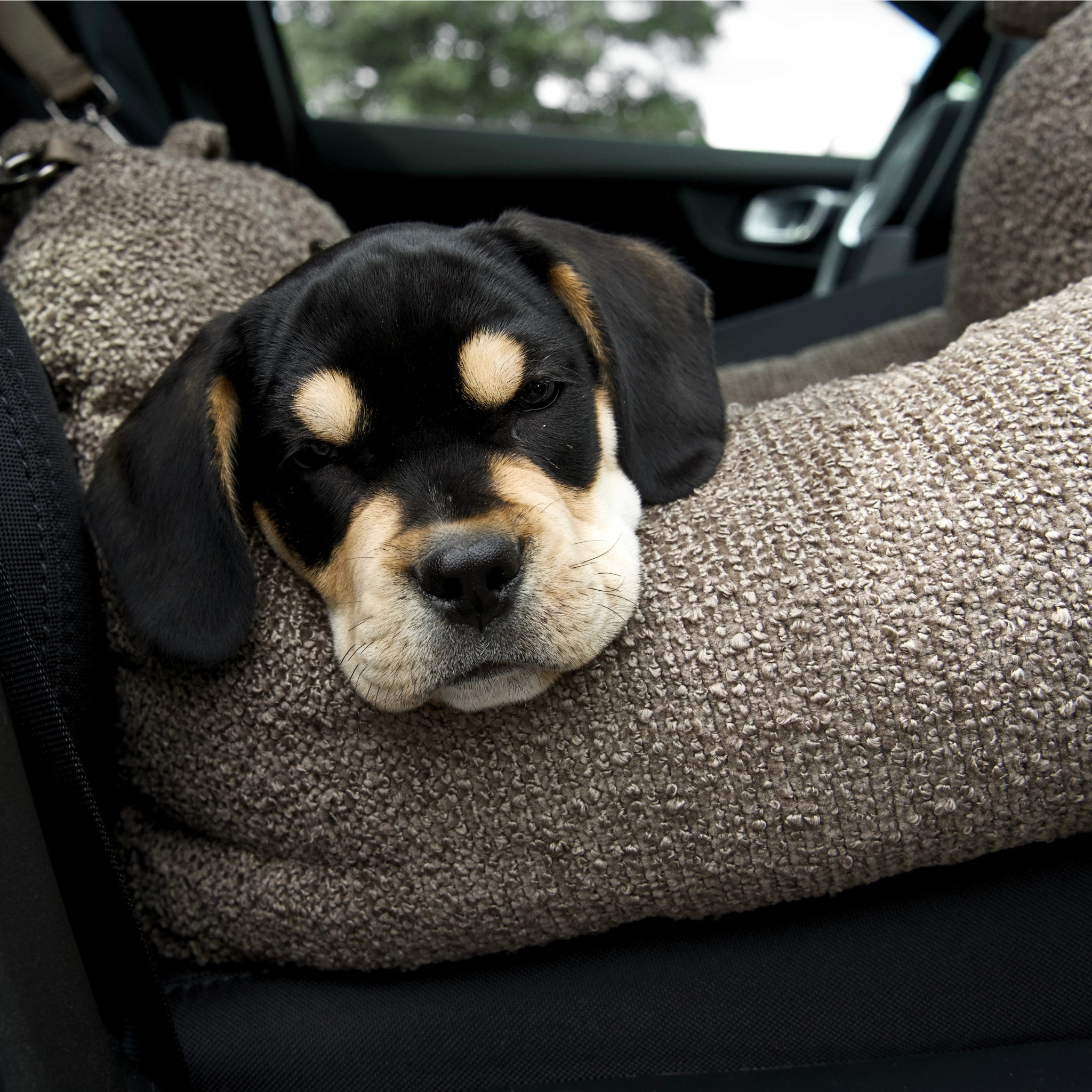 Fotelik samochodowy Tova 2 w 1 | Chestnut Bouclé
