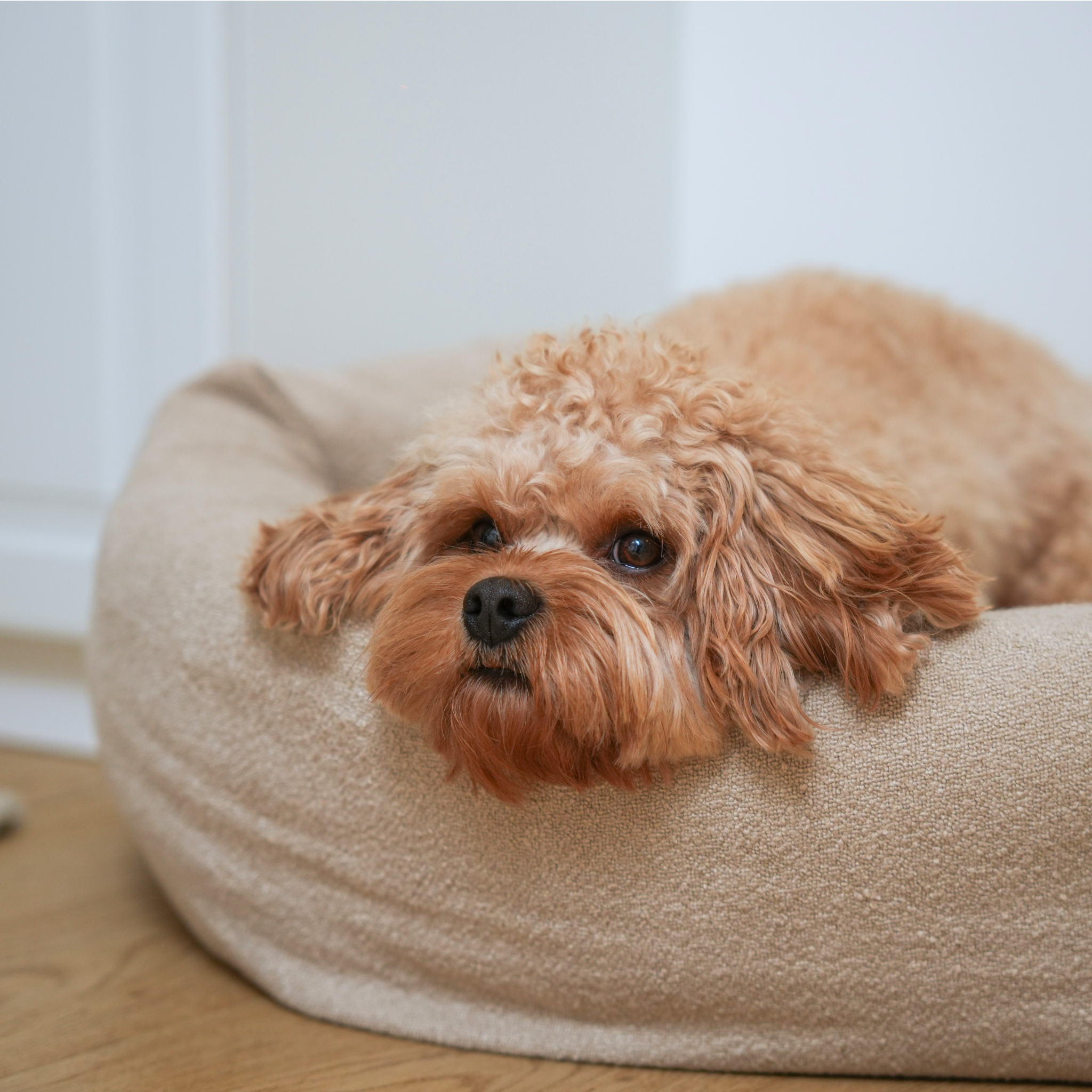 Luna Legowisko dla psa 3.0 | Bouclé owsiane