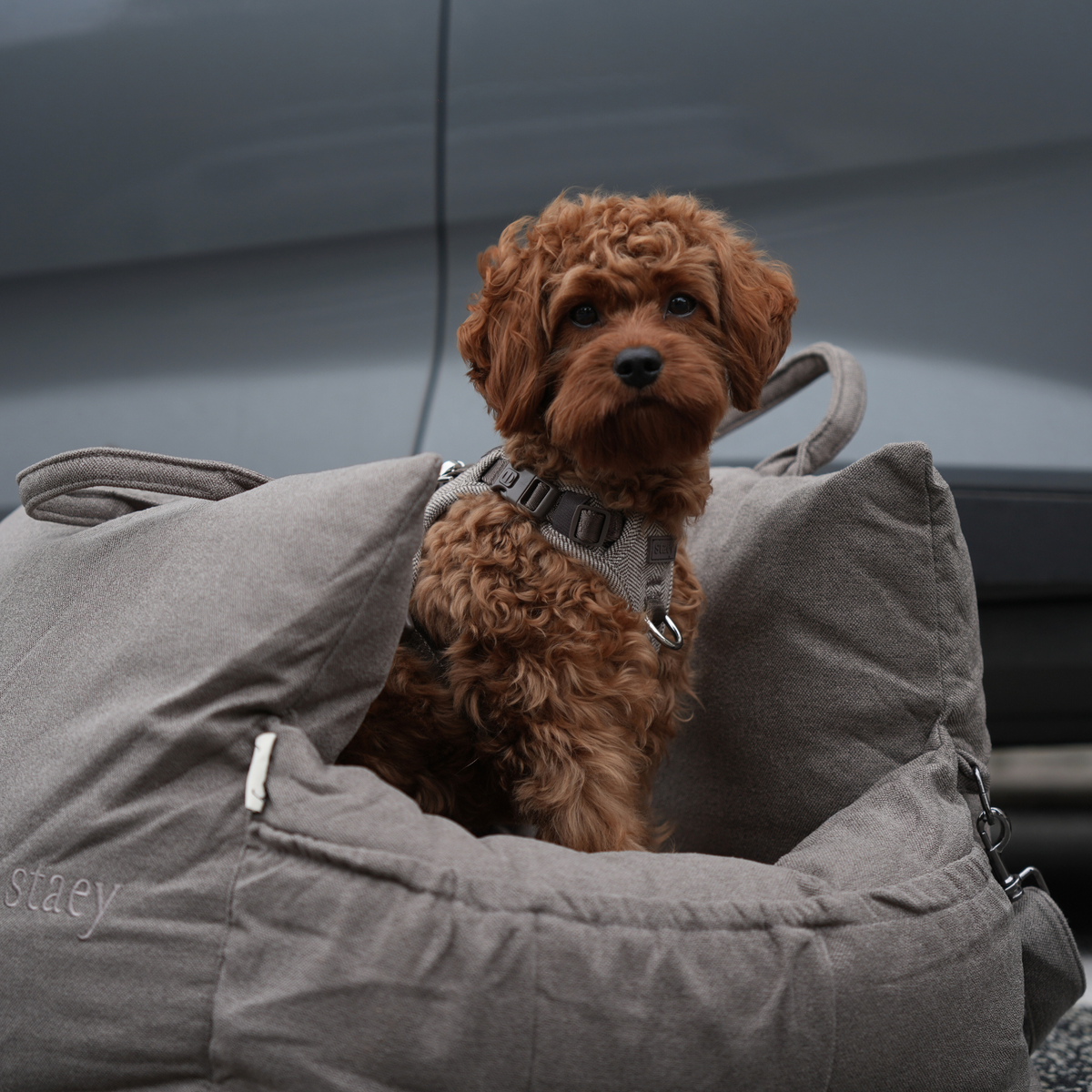 Cavapoo siedzi w foteliku samochodowym dla psa w kolorze Taupe w samochodzie