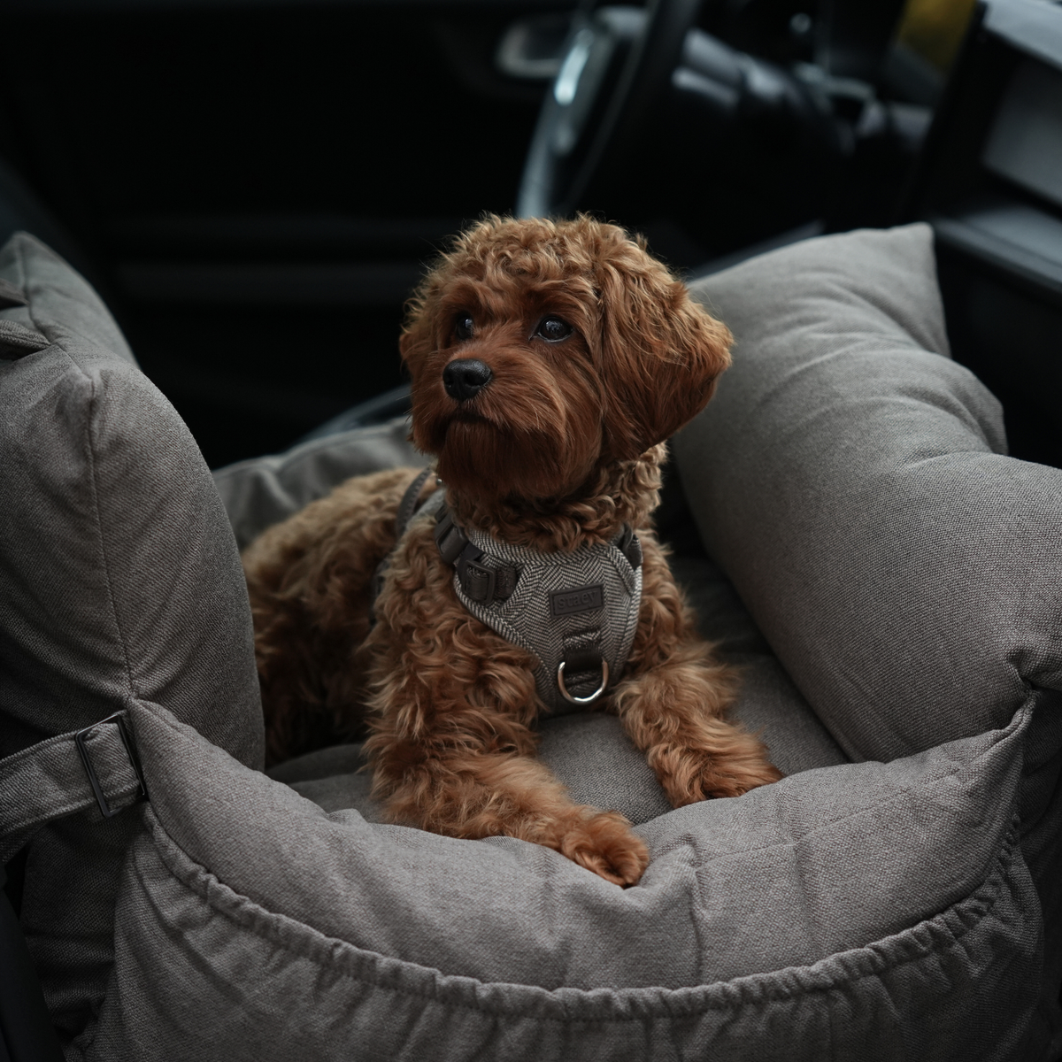 Cavapoo leżący w foteliku samochodowym dla psa w kolorze Taupe, w środku auta