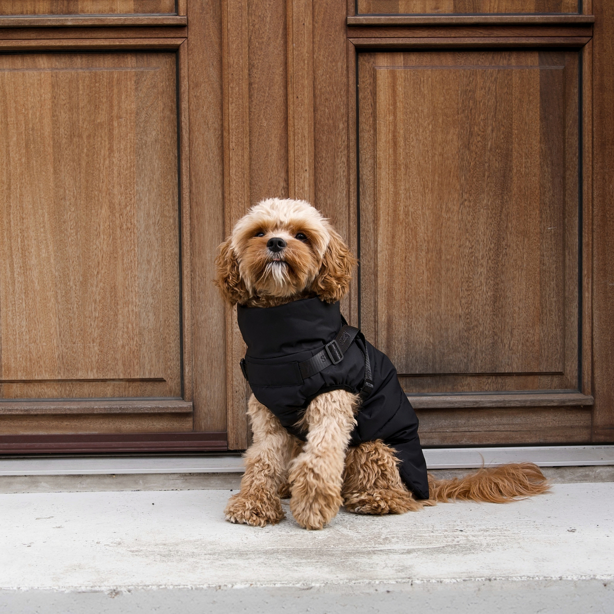 Vera Dog Coat w. Harness | Charcoal