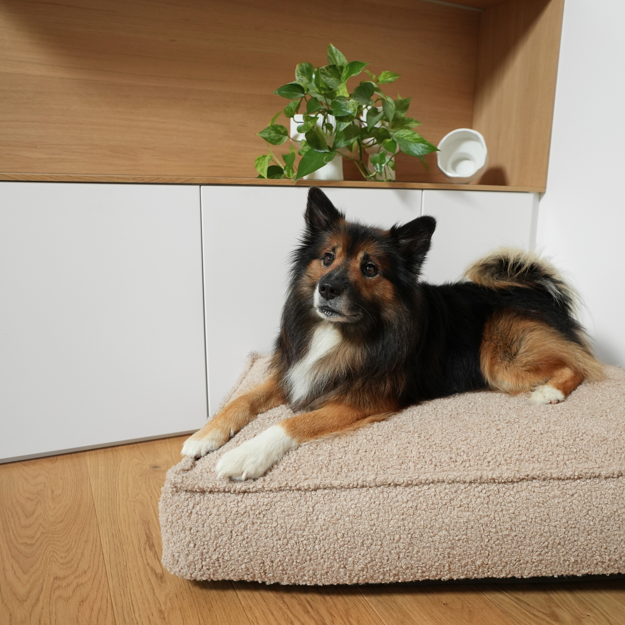 Poduszka dla psa Noor | Piasek kręcony