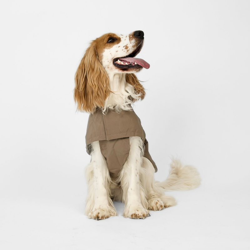 Cocker spaniel sitting in a taupe dog rain coat