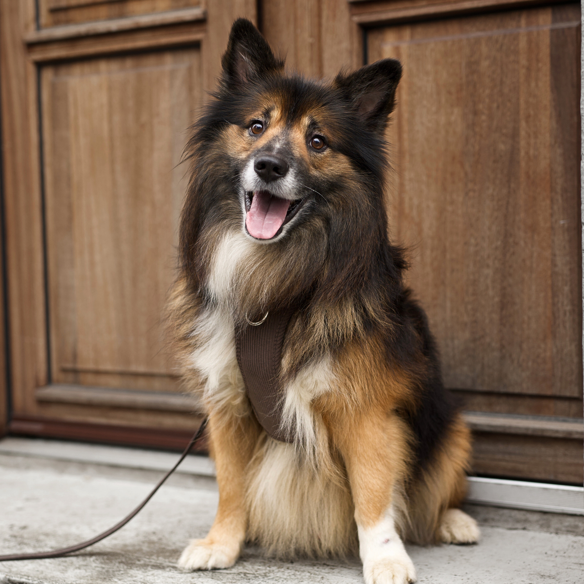 Trójkolorowy collie siedzący na progu w szelkach Elma w kolorze Dark Oak