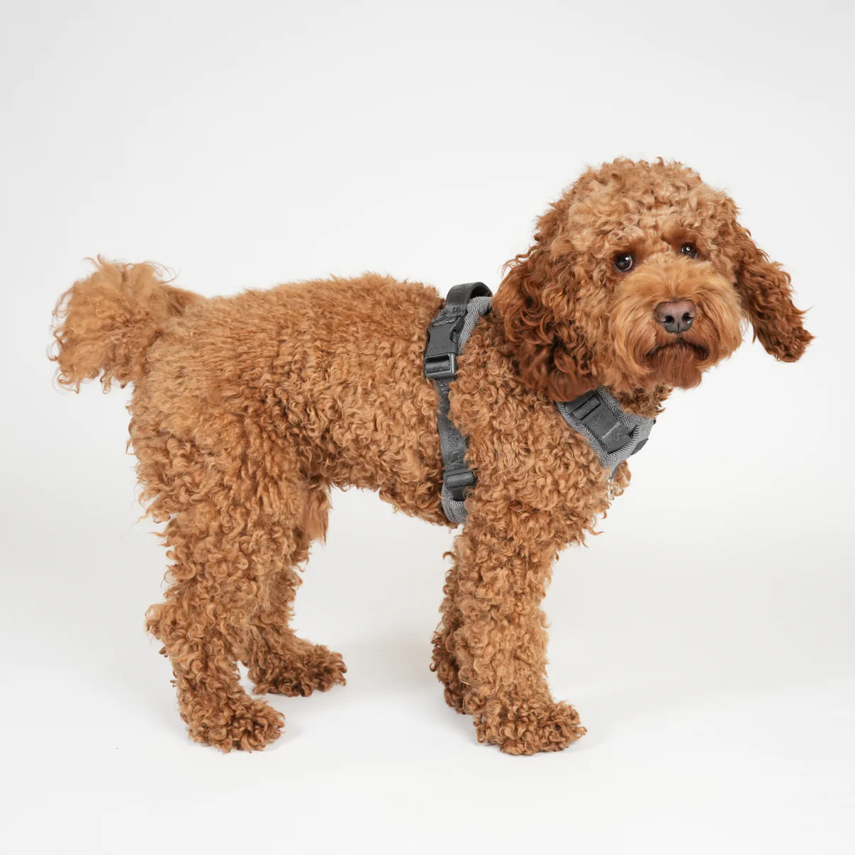 Szelki dla psa Elma | Zakurzony błękit