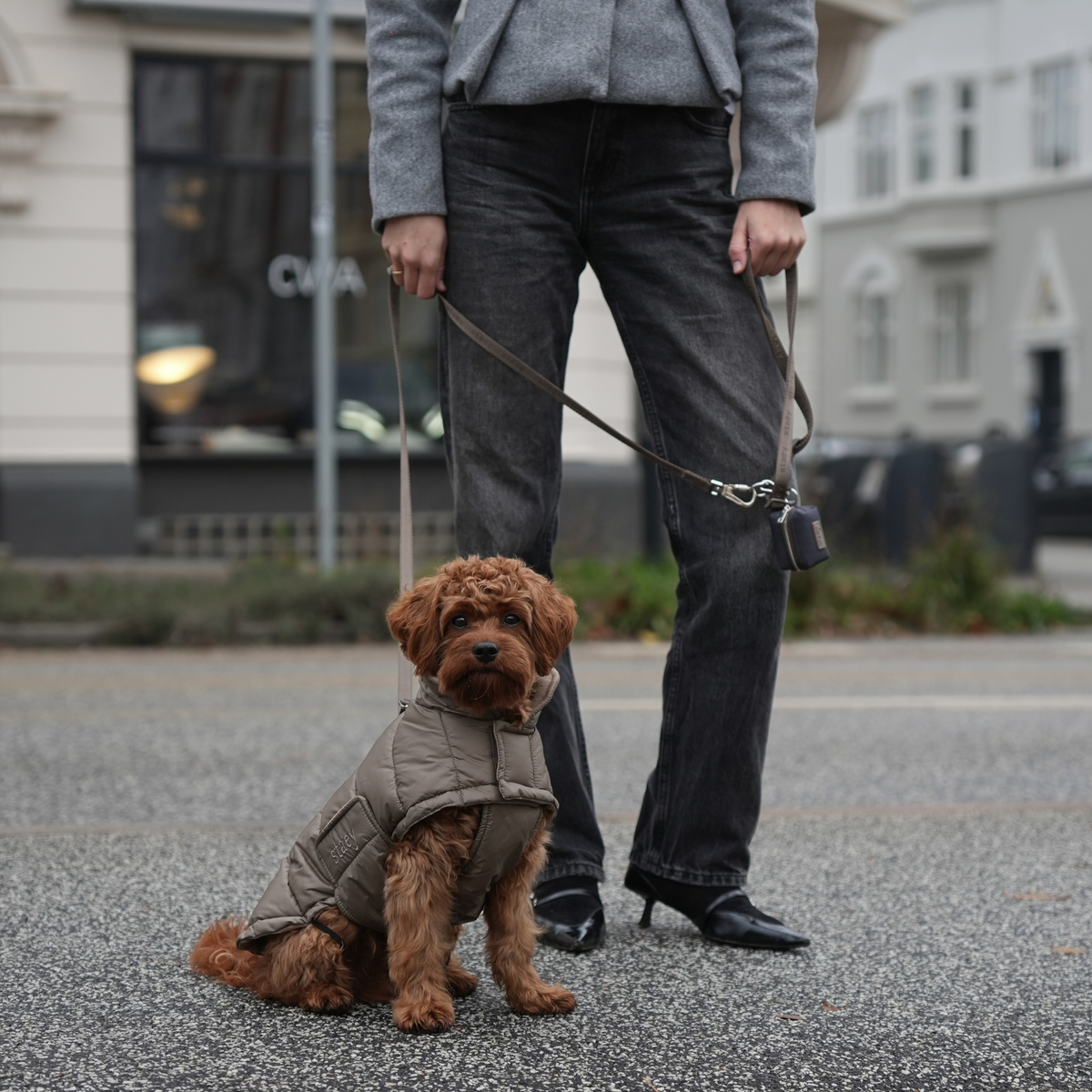 Cavapoo w płaszczyku w kolorze Taupe marki Nora, na smyczy obok swojego właściciela w mieście