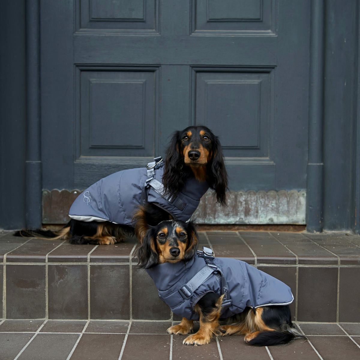 Vera Dog Coat w. Harness | Dusty Blue