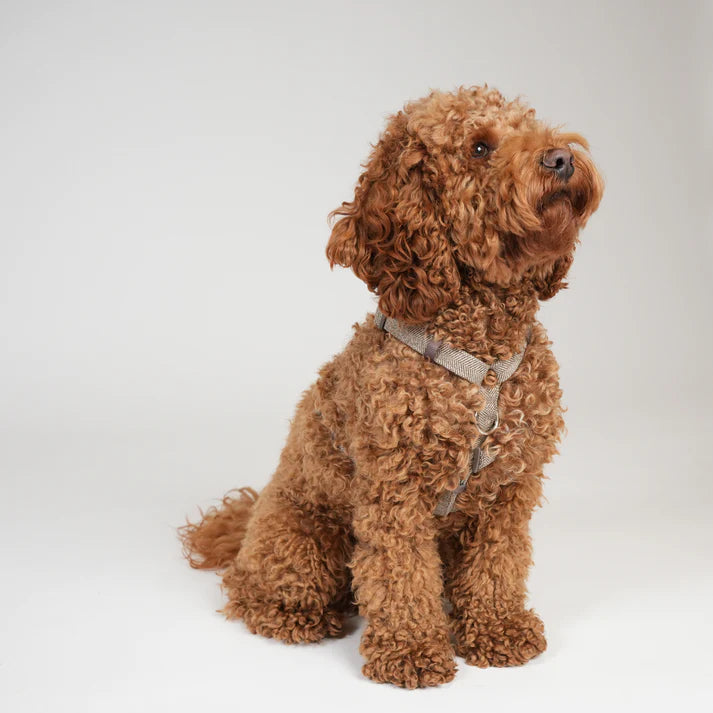 Tara H-Strap Dog Harness | Mocca