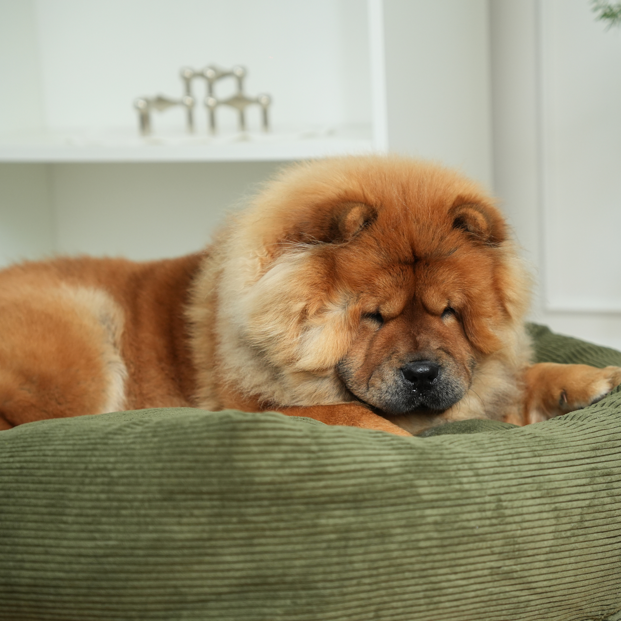 Luna Legowisko dla psa 3.0 | Sztruks w kolorze mchu