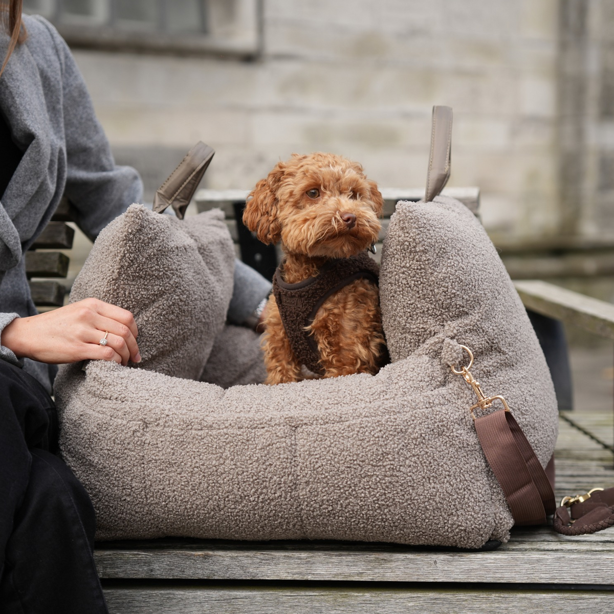 Puppy Travel