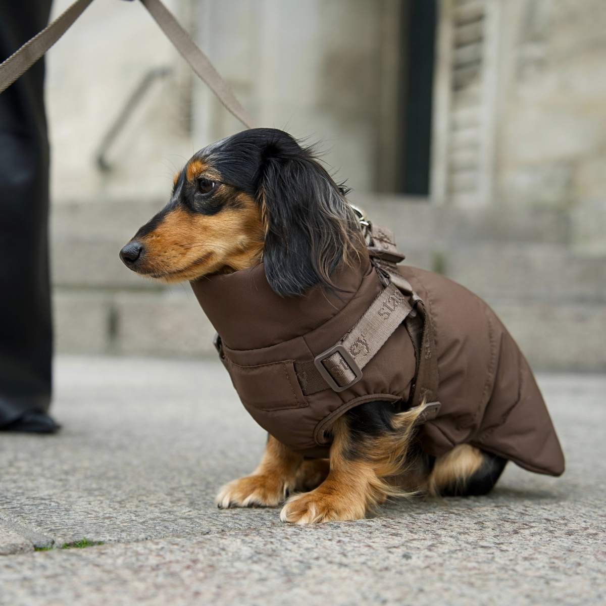 Puppy Wear