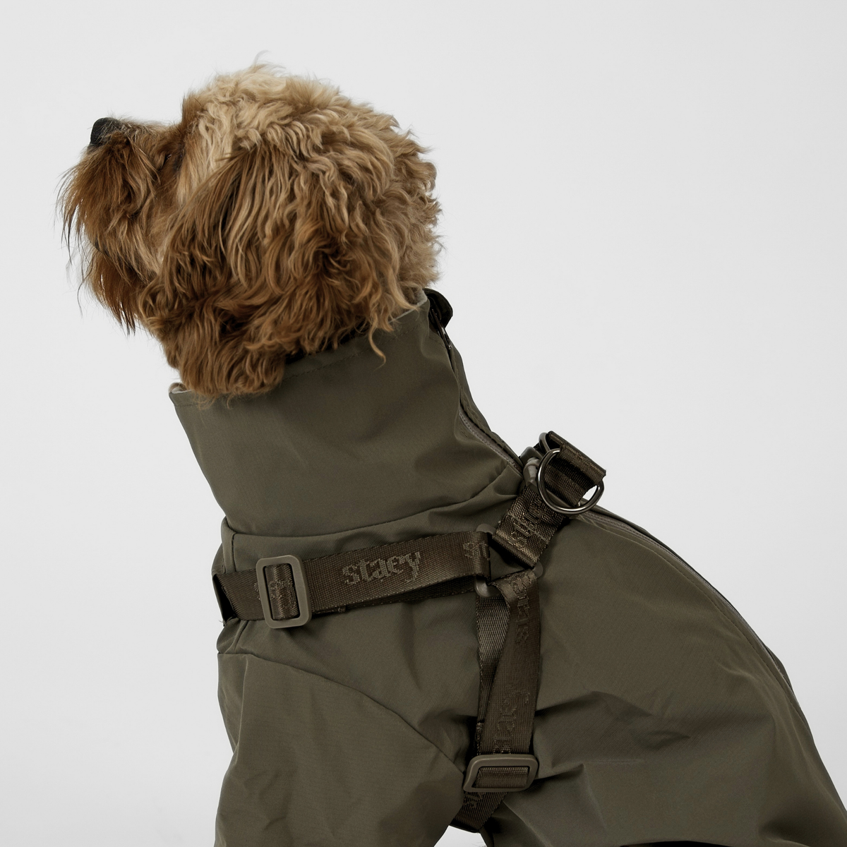 Cavapoo widziany od tyłu w płaszczu przeciwdeszczowym z szelkami w kolorze Moss Green