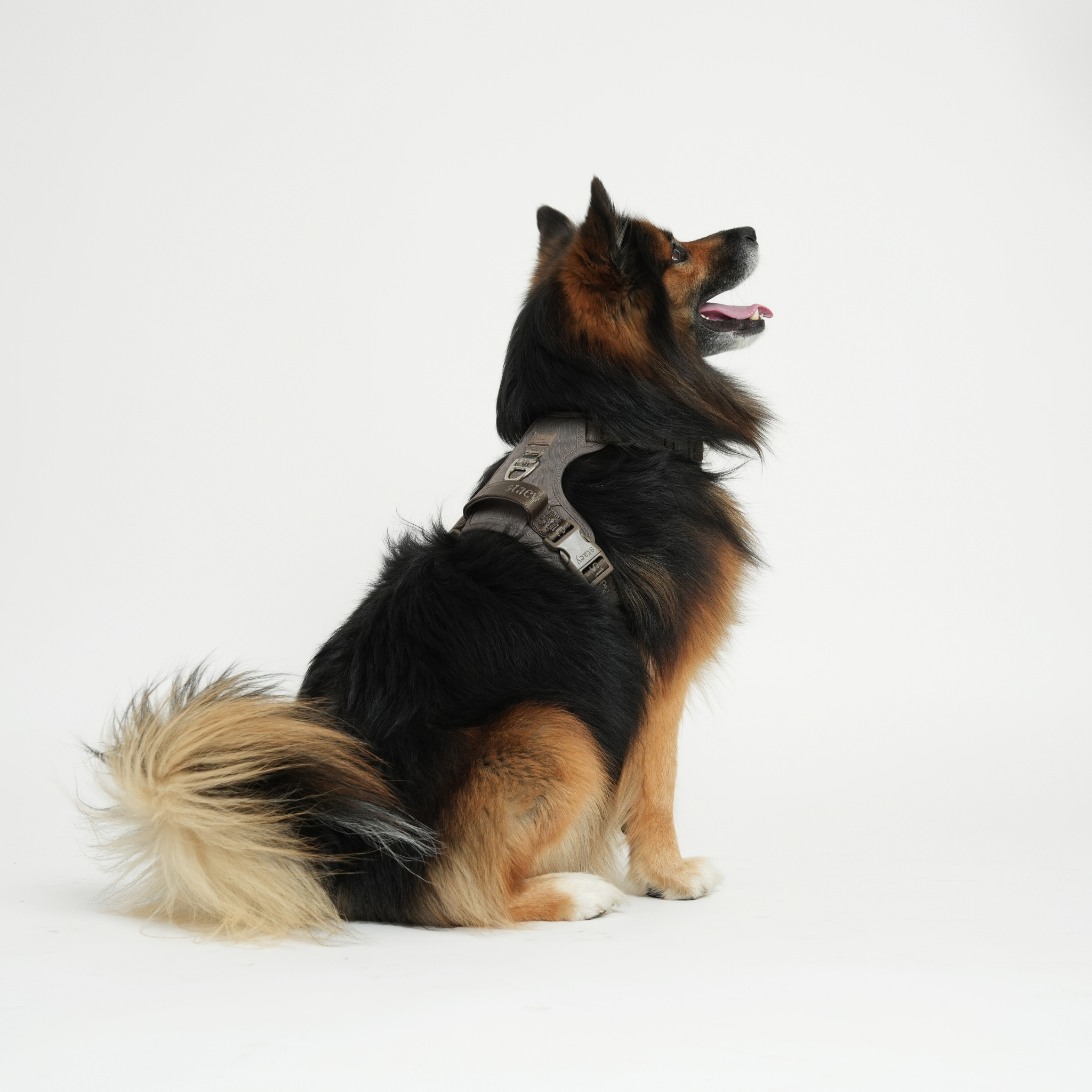 Elma Active Szelki dla psa | Taupe