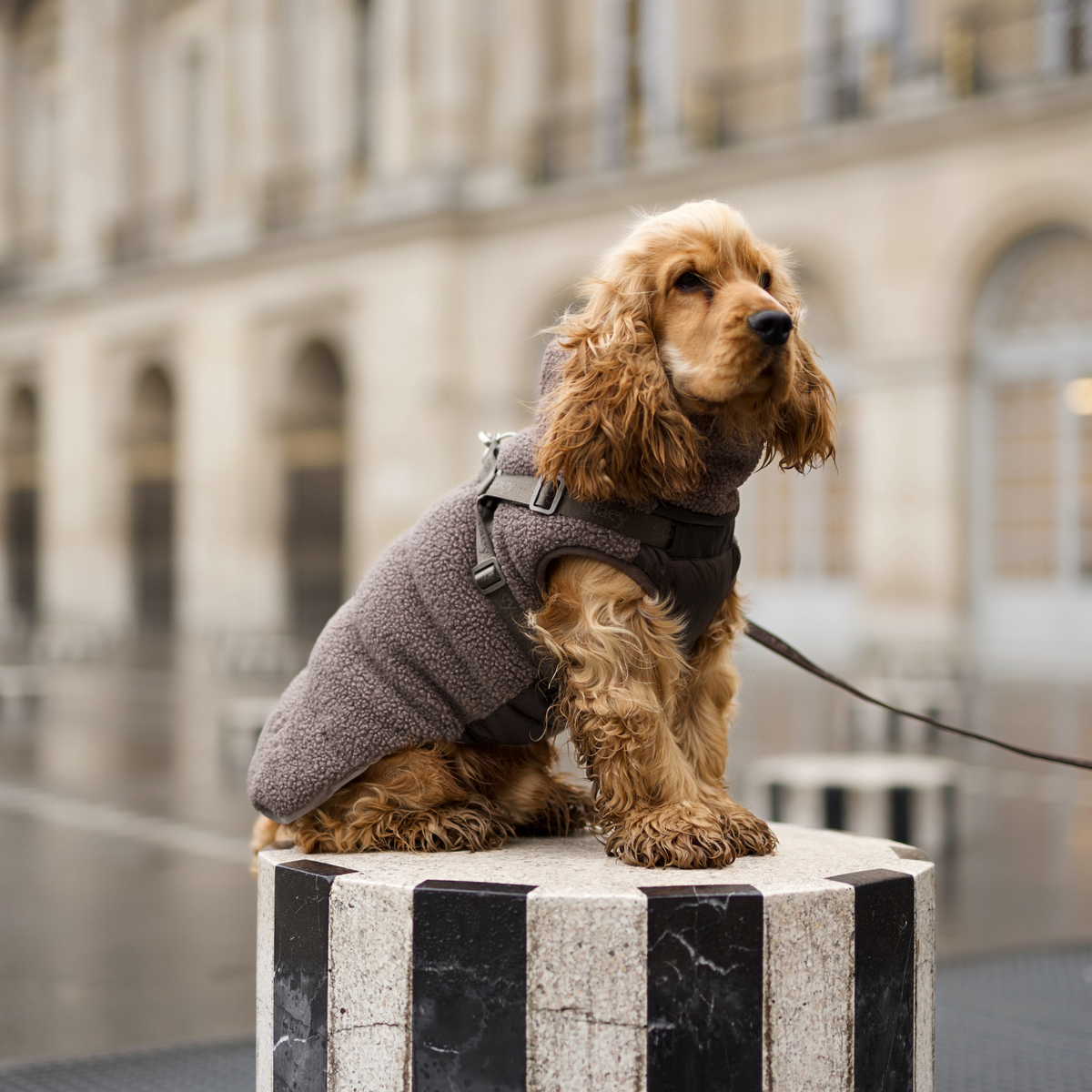 Cocker spaniel siedzący na słupku, ubrany w szarobrązowy pluszowy Płaszcz dla psa i szelki dla psa