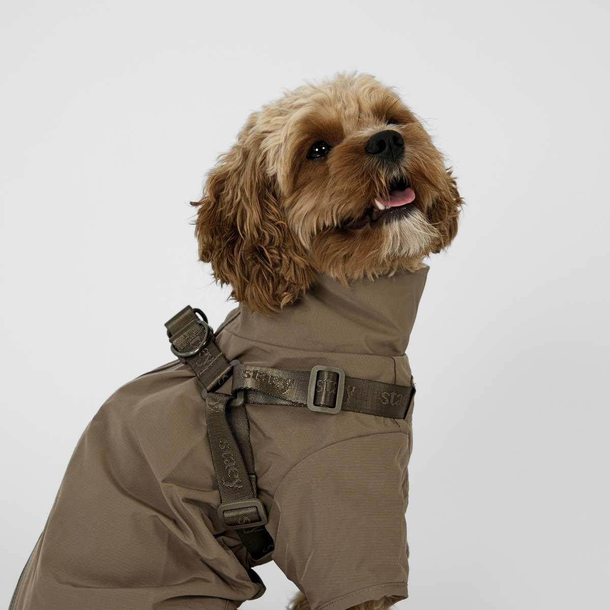 Cavapoo stojący w płaszczyku przeciwdeszczowym w kolorze Taupe z szelkami
