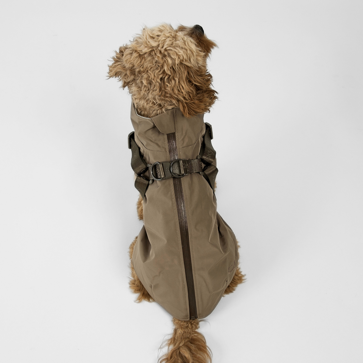 Cavapoo widziany od tyłu w płaszczu przeciwdeszczowym w kolorze Taupe z szelkami