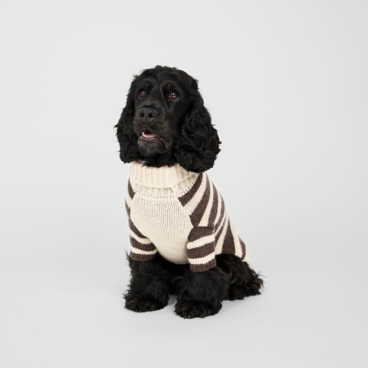 Sweter dla psa Liva | Oat/Espresso