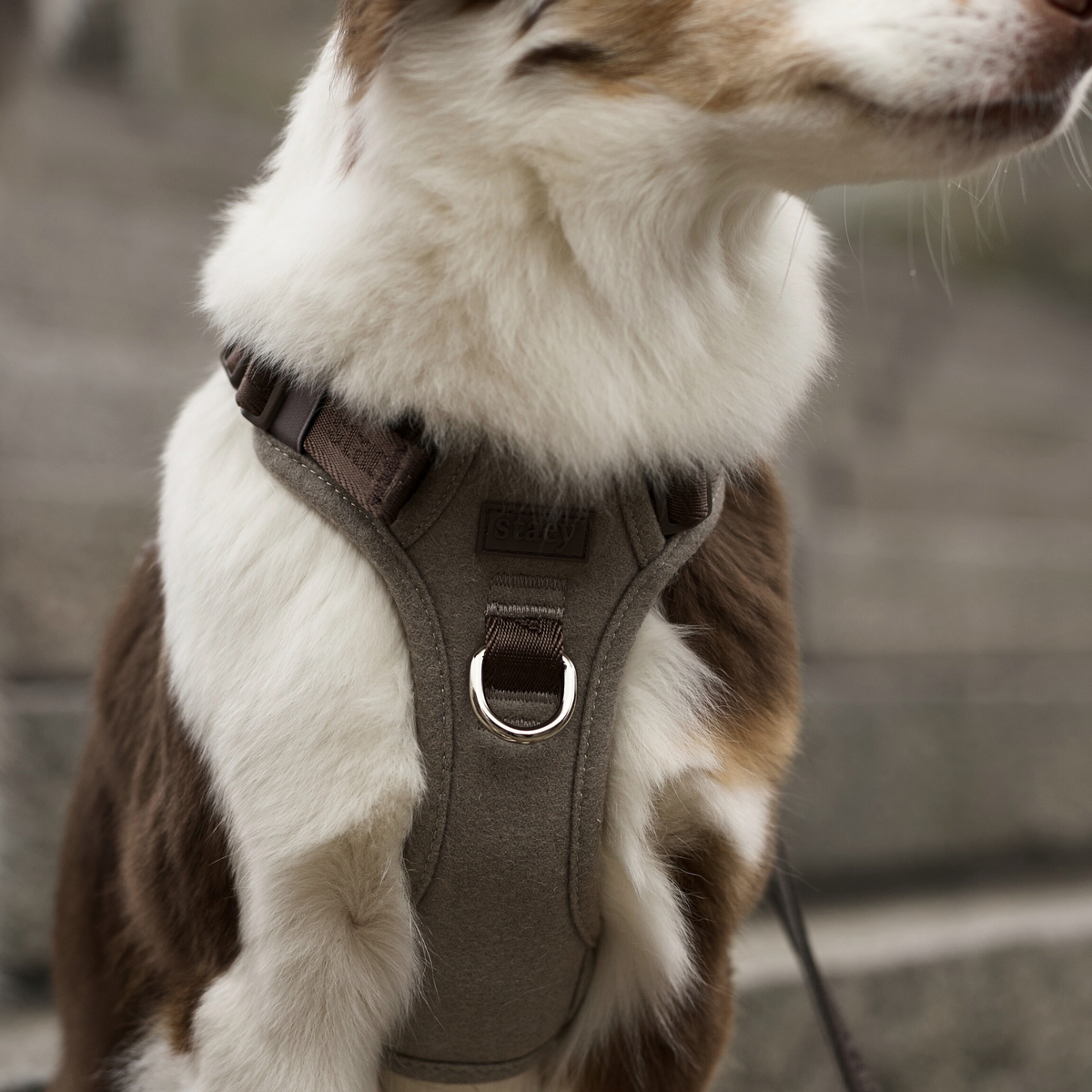 Zbliżenie na piaskową uprząż Elma i pierścień D na klatce piersiowej collie
