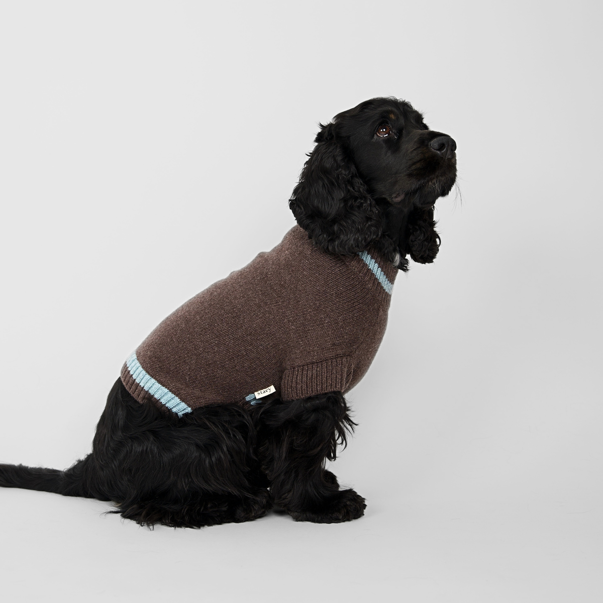 Ellen Dog Sweater | Espresso/Sky Blue