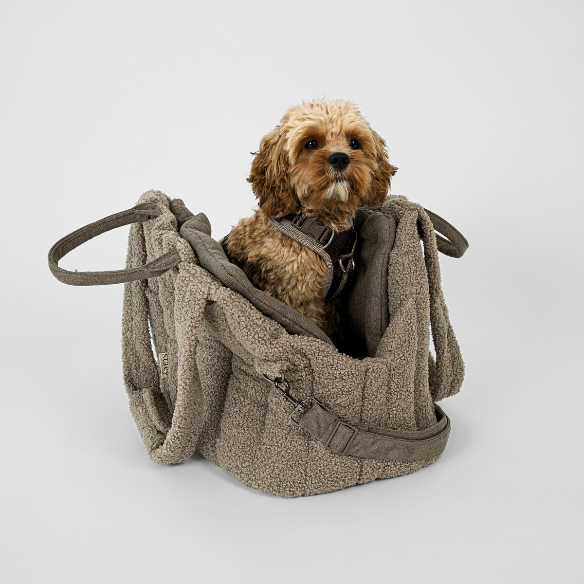 Cavapoo siedzący w oliwkowej torbie transportowej dla psa w kształcie pluszowego pieska