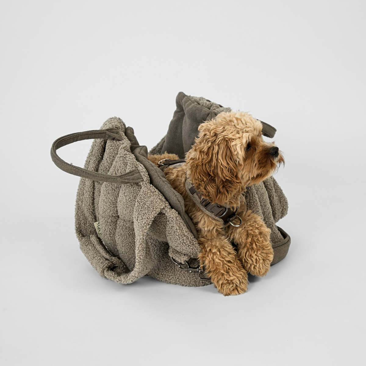 Cavapoo leżący w oliwkowej torbie transportowej dla psów