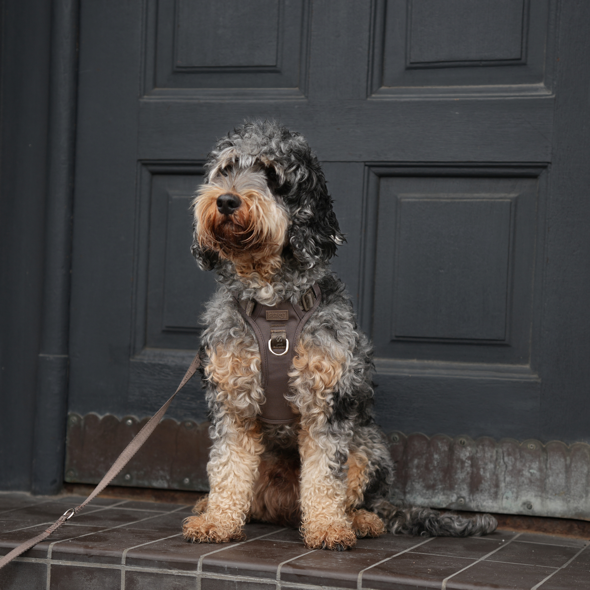 Elma Active Szelki dla psa | Taupe