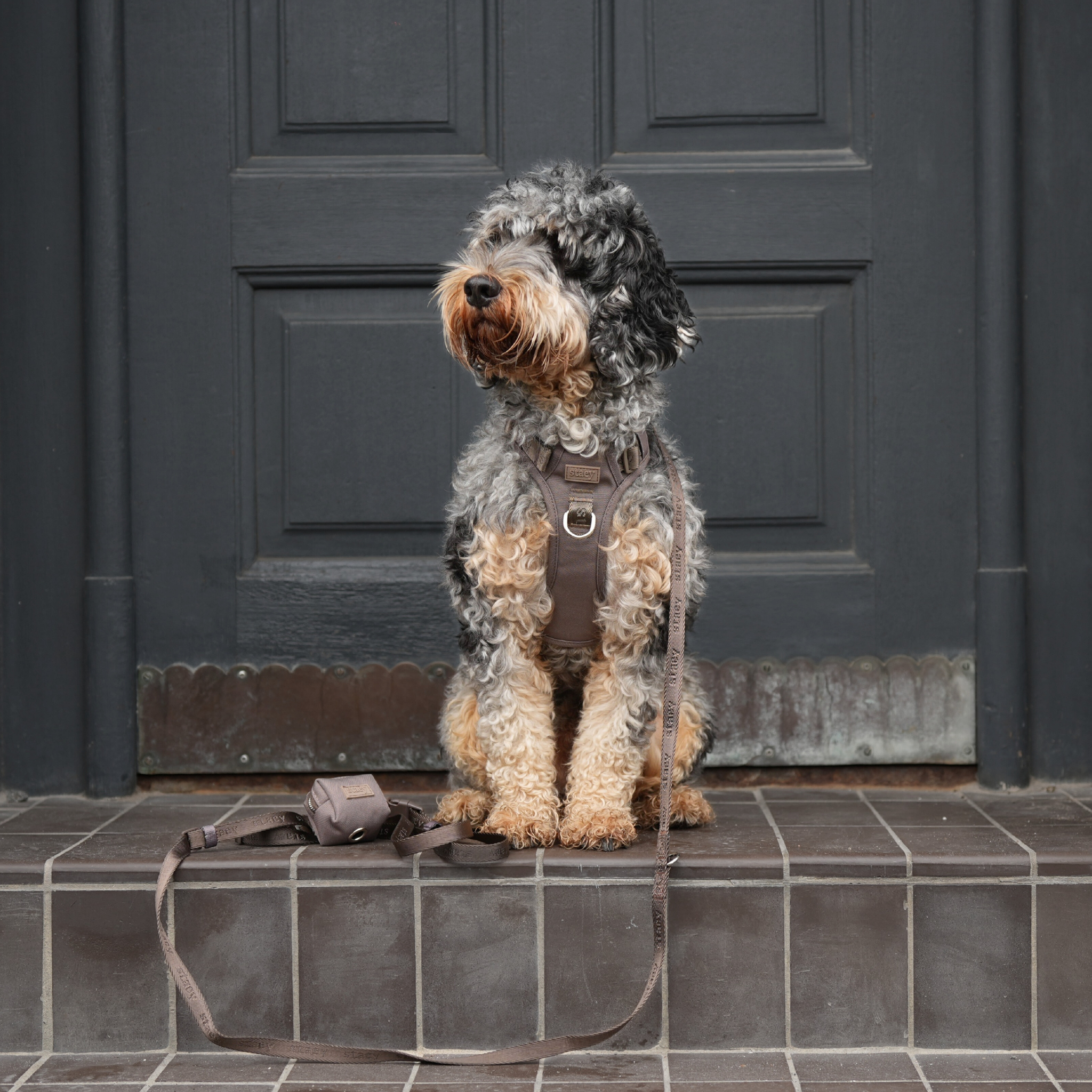 Elma Active Szelki dla psa | Taupe