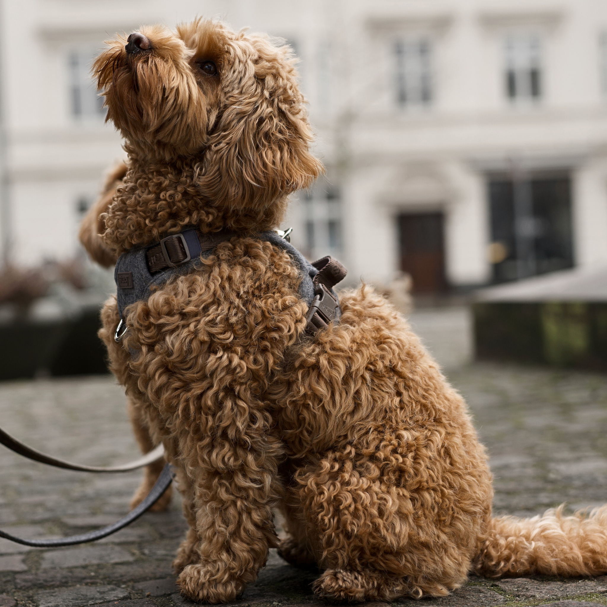 Elma Dog Harness | Stone