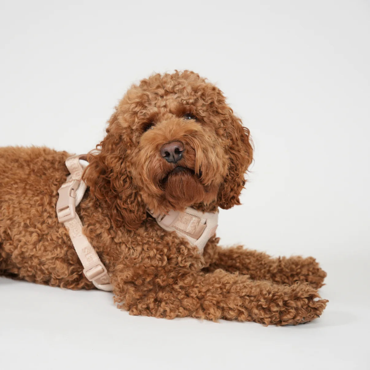 Szelki dla psa Elma | Lekka Róża