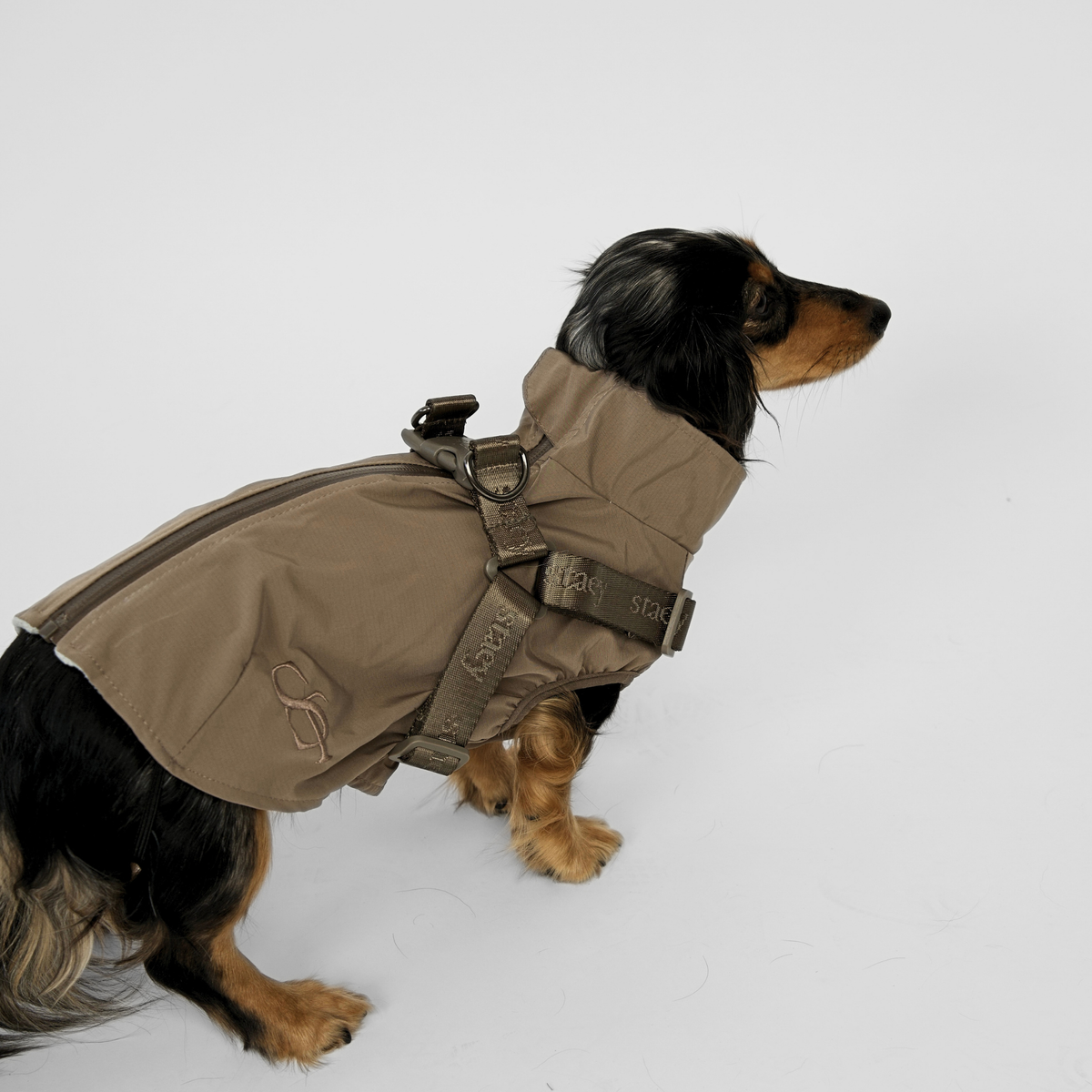 Dachshund seen from the side in the taupe Norma rain coat with harness