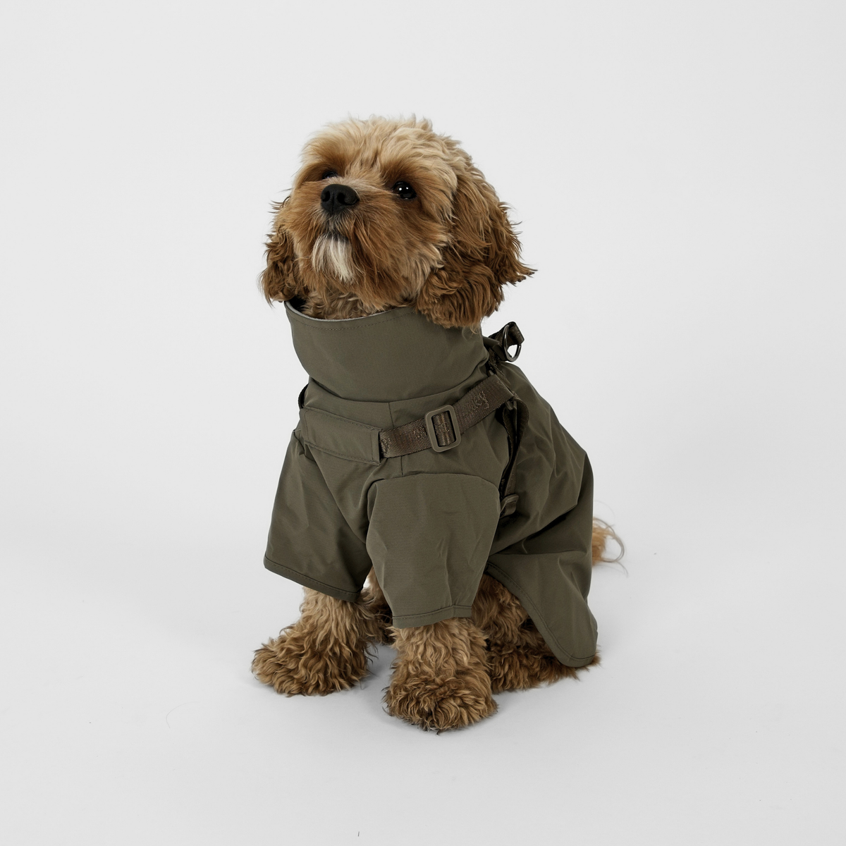 Cavapoo siedzący w moss green płaszczu przeciwdeszczowym z szelkami